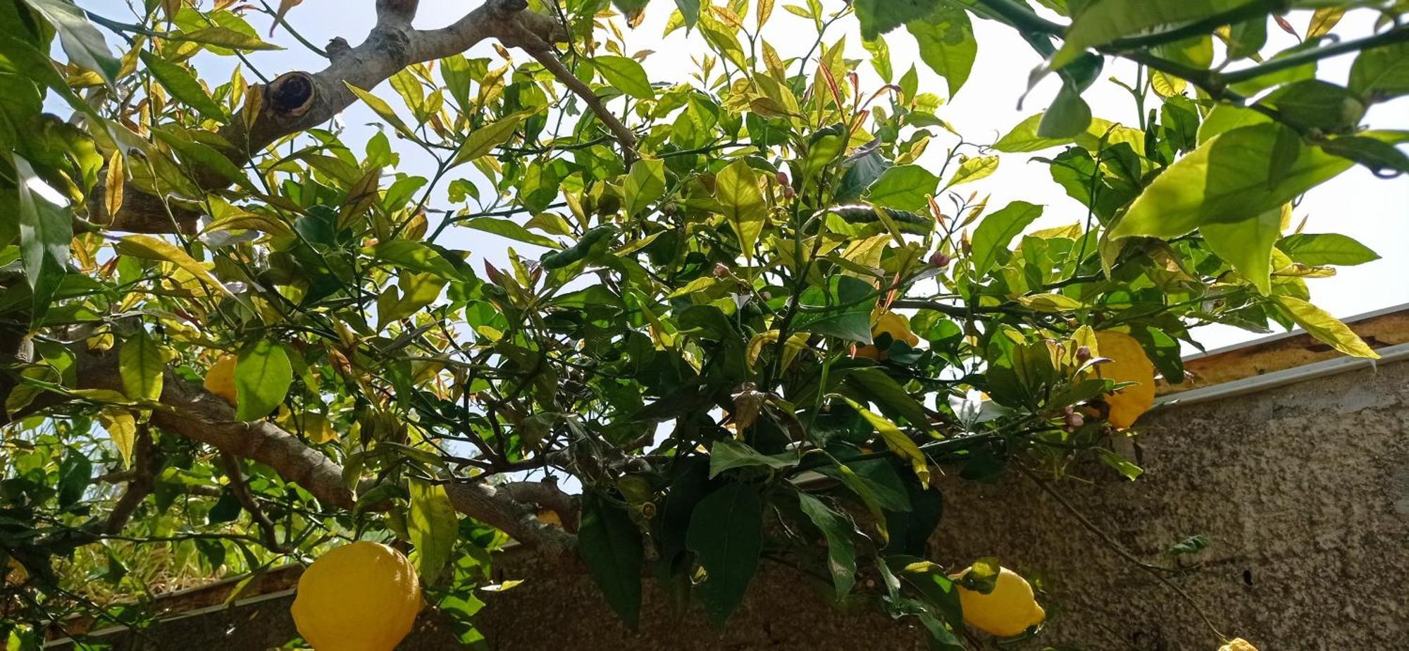 Ferienwohnung La Pica Marina Anacapri Exterior foto